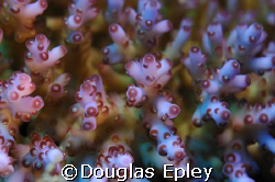 just a snapshot of a pretty little coral, kinda 3d effect... by Douglas Epley 